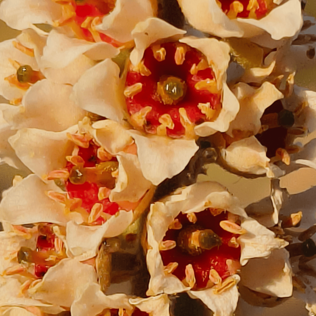 Boswellia Serrata