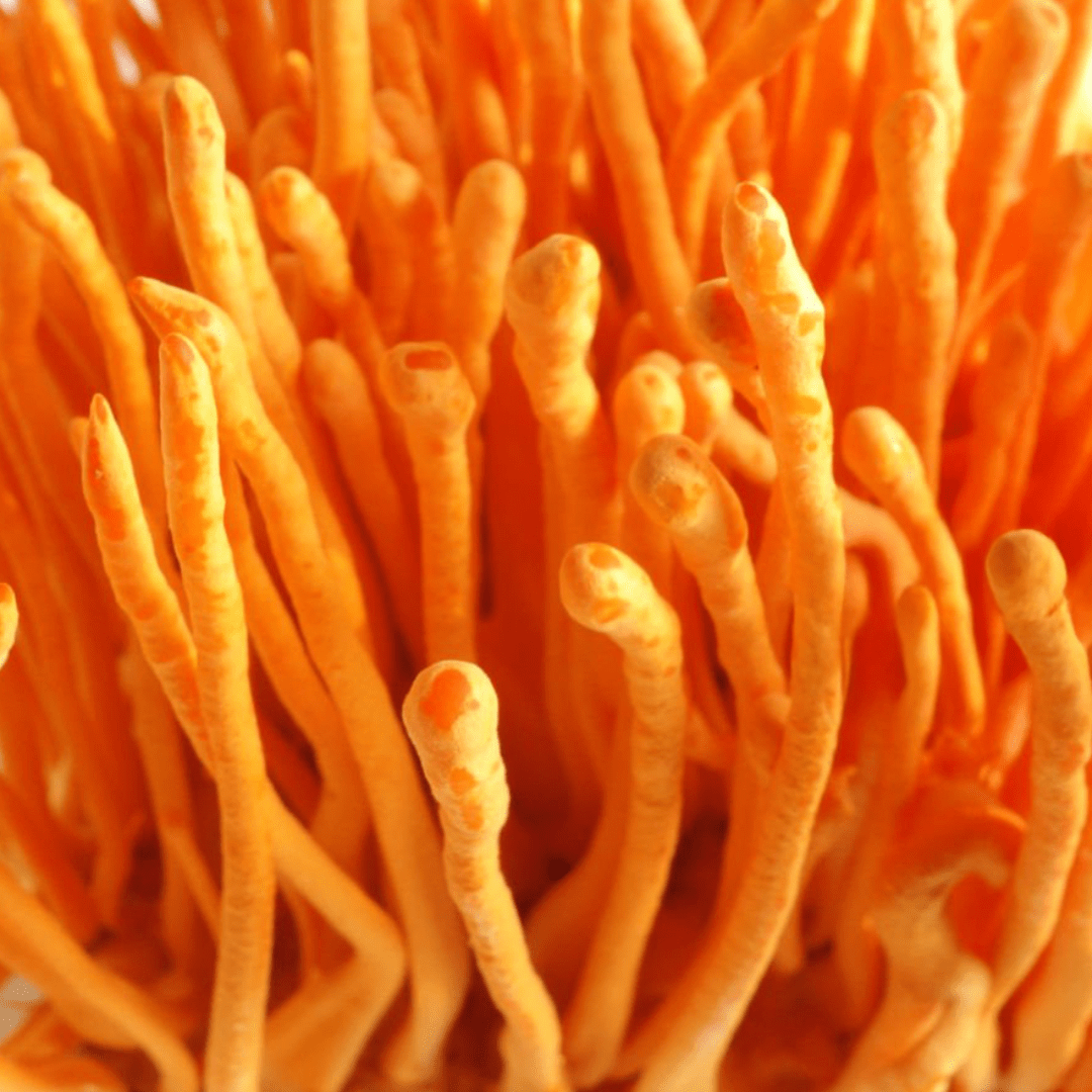 Cordyceps