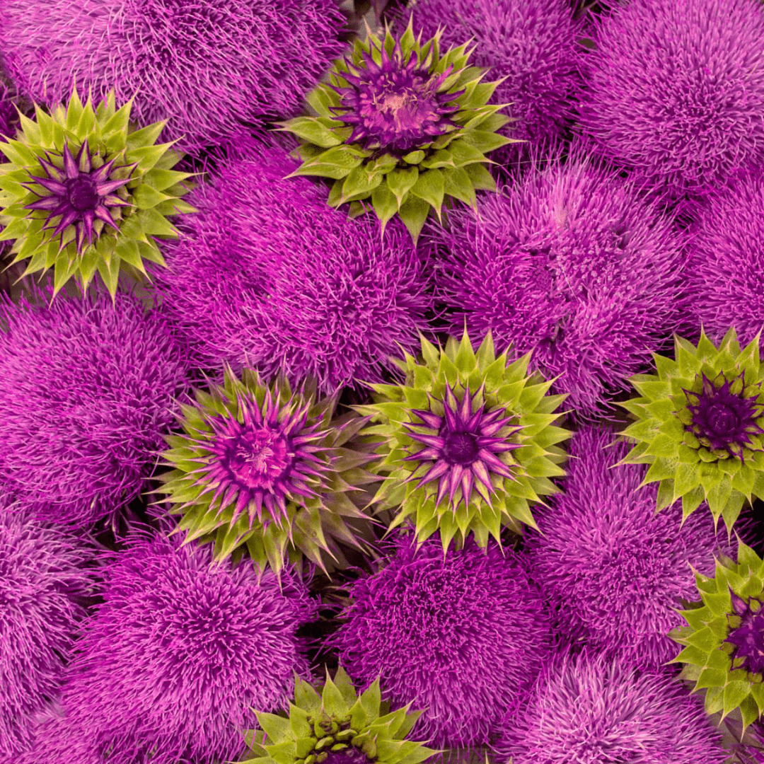 Milk Thistle