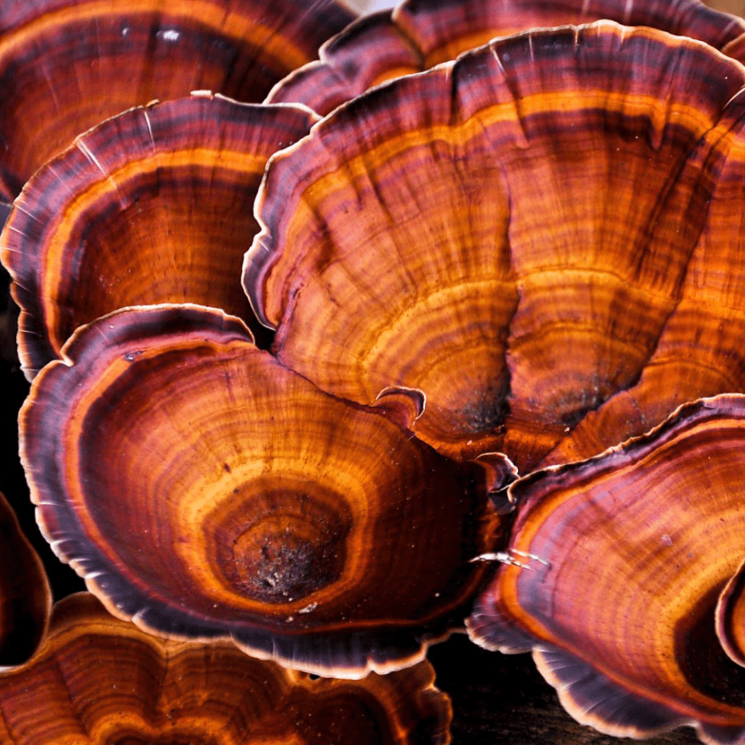 Reishi