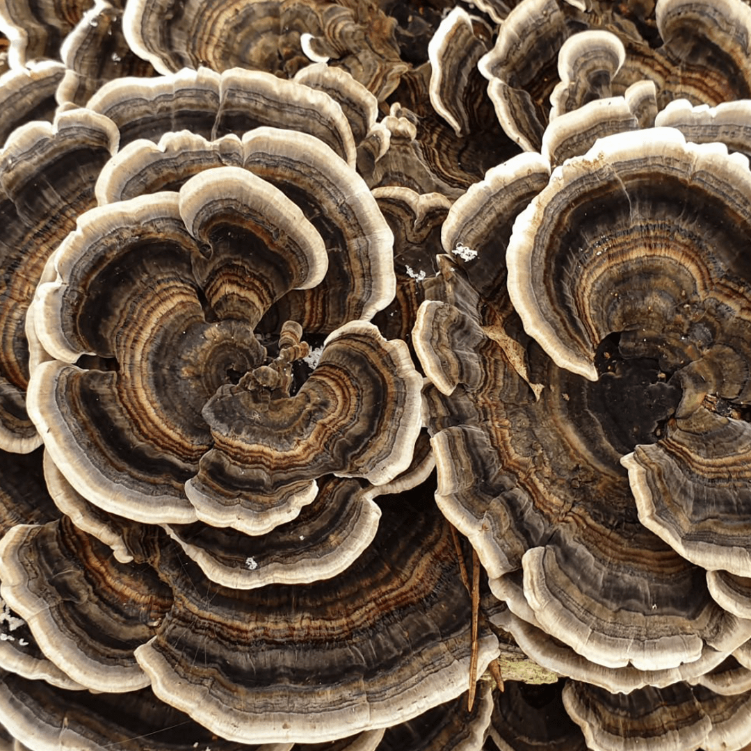 Turkey Tail