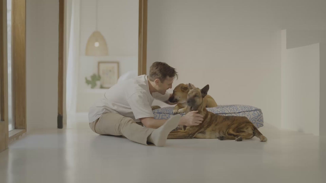 Real supplements for real dogs.  Shipping US nationwide soon.